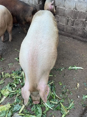 Porci de vanzare pentru taiat - imagine 2