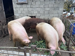 Porci de vanzare pentru taiat