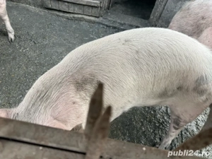 Porc gras  - imagine 2