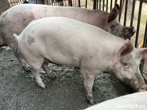 Porc gras  - imagine 3