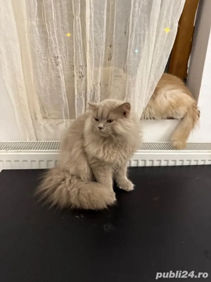 fetițe brithis două - imagine 2