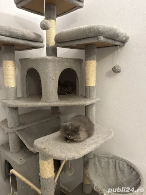 fetițe brithis două