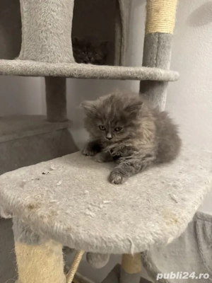 fetițe brithis două - imagine 3