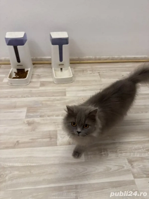 fetițe brithis două - imagine 5