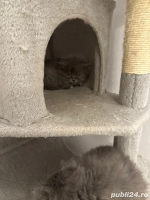 fetițe brithis două - imagine 4