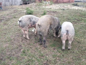 Porci de vânzare  - imagine 3
