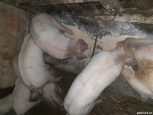 de vanzare purcei - imagine 1