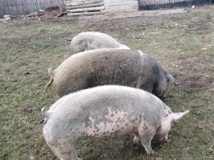 Porci de vânzare  - imagine 2