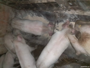 de vanzare purcei - imagine 2