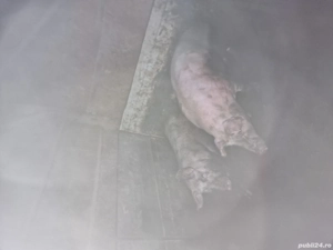 vand porci purcei   - imagine 2