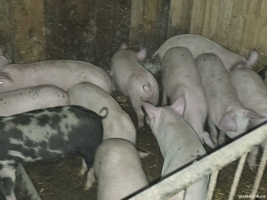 vând soldani rasa de calitate de carne medie 35 kg  10 mascul castrați 2 femele 