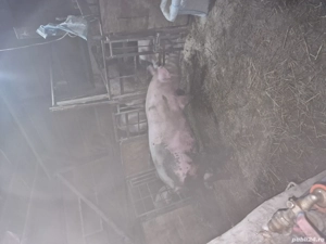 vand porci purcei  