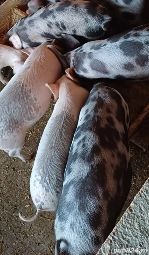 Purcei din iunie 2025 - imagine 2