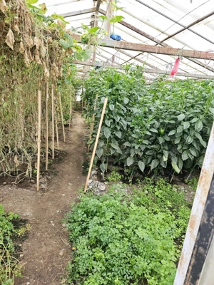 Vand Casa+Teren, zona CIcarlau, pret usor negociabil! - imagine 4