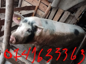 Porci de Crăciun 14 lei kg 