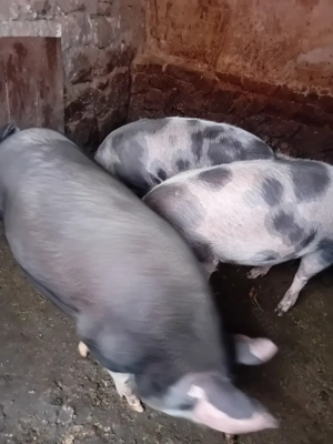 Porci de carne  - imagine 2