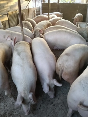 V nd porc pentru sacrificat!!! - imagine 2