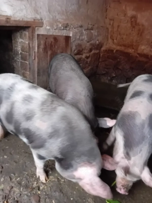 Porci de carne  - imagine 3