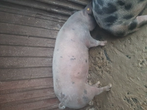 De vânzare porc cu greutate între 180-200kg pentru mai multe detalii sunați la nr de telefon 