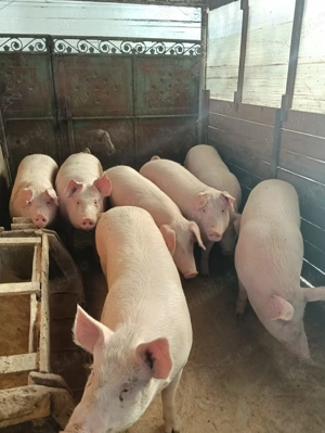 V nd porc pentru sacrificat!!! - imagine 3