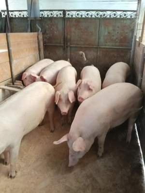 V nd porc pentru sacrificat!!! - imagine 4