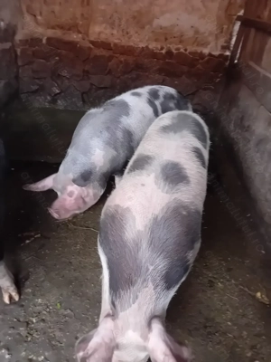 Porci de carne  - imagine 4