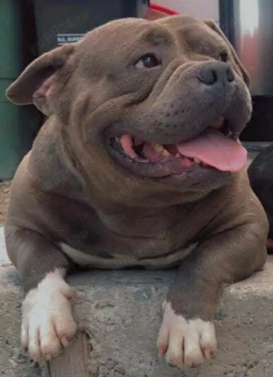American bully pocket pui - imagine 3