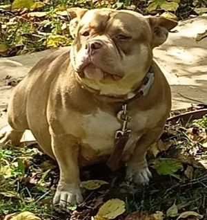 Căței de American Bulli poket 