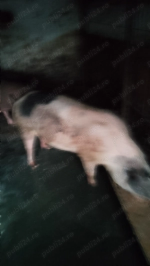 Vând porci de țară.   .