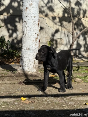 Cane Corso