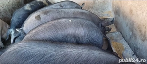 Porci grași - imagine 3