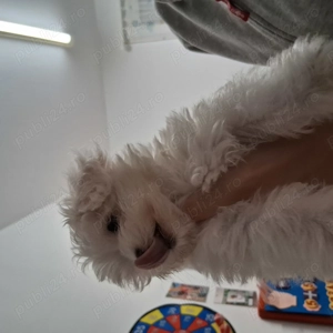 Cautam sa ajungem int o familie iubitoare