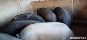 Porci grași - imagine 2