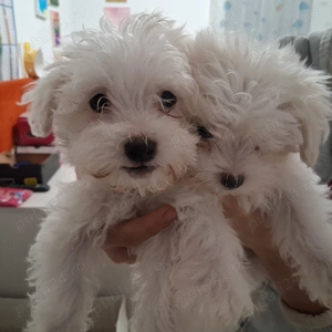 Cautam sa ajungem int o familie iubitoare - imagine 3