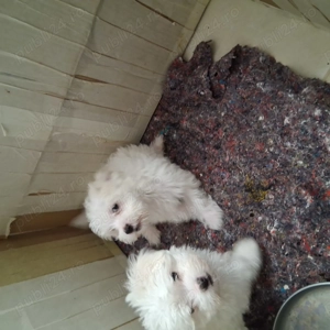 Cautam sa ajungem int o familie iubitoare - imagine 5