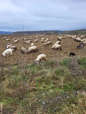 Schimb oi cu tractor