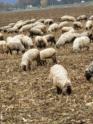 Schimb oi cu tractor - imagine 3