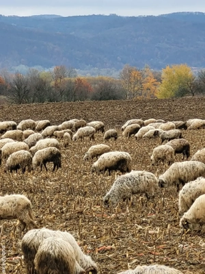 Schimb oi cu tractor - imagine 2