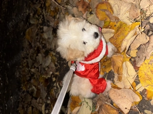 Vând  bishon havanez