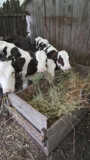 Vând vitei.          . - imagine 2