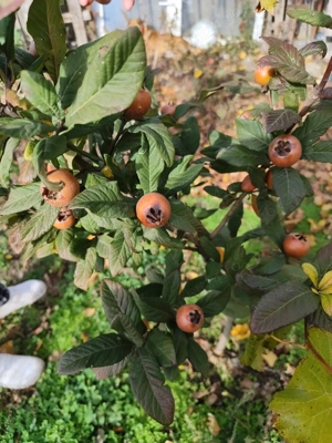 Tunsori barbati la domiciliu 