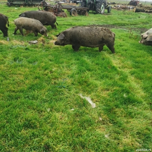 Porci metis de Mangalita 