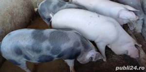 Porci medii - imagine 2