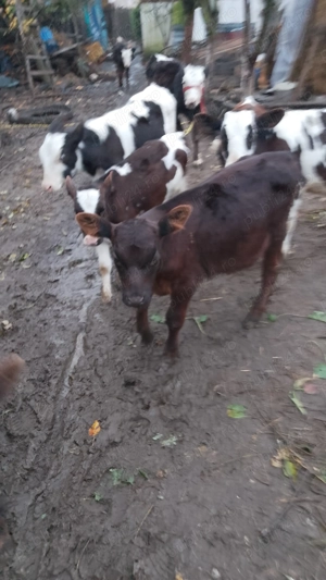 Vând vitei.          . - imagine 3