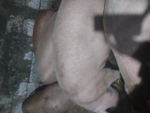 Vand porcii pentru Craciun