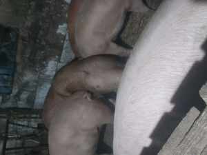 Vand porcii pentru Craciun - imagine 2