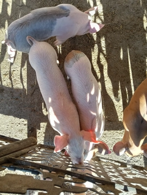 Vând purcei Leordeni Arges - imagine 2