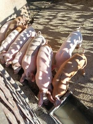 Vând purcei Leordeni Arges