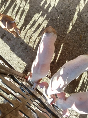 Vând purcei Leordeni Arges - imagine 3