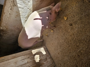 De dat pt Crăciun  - imagine 2